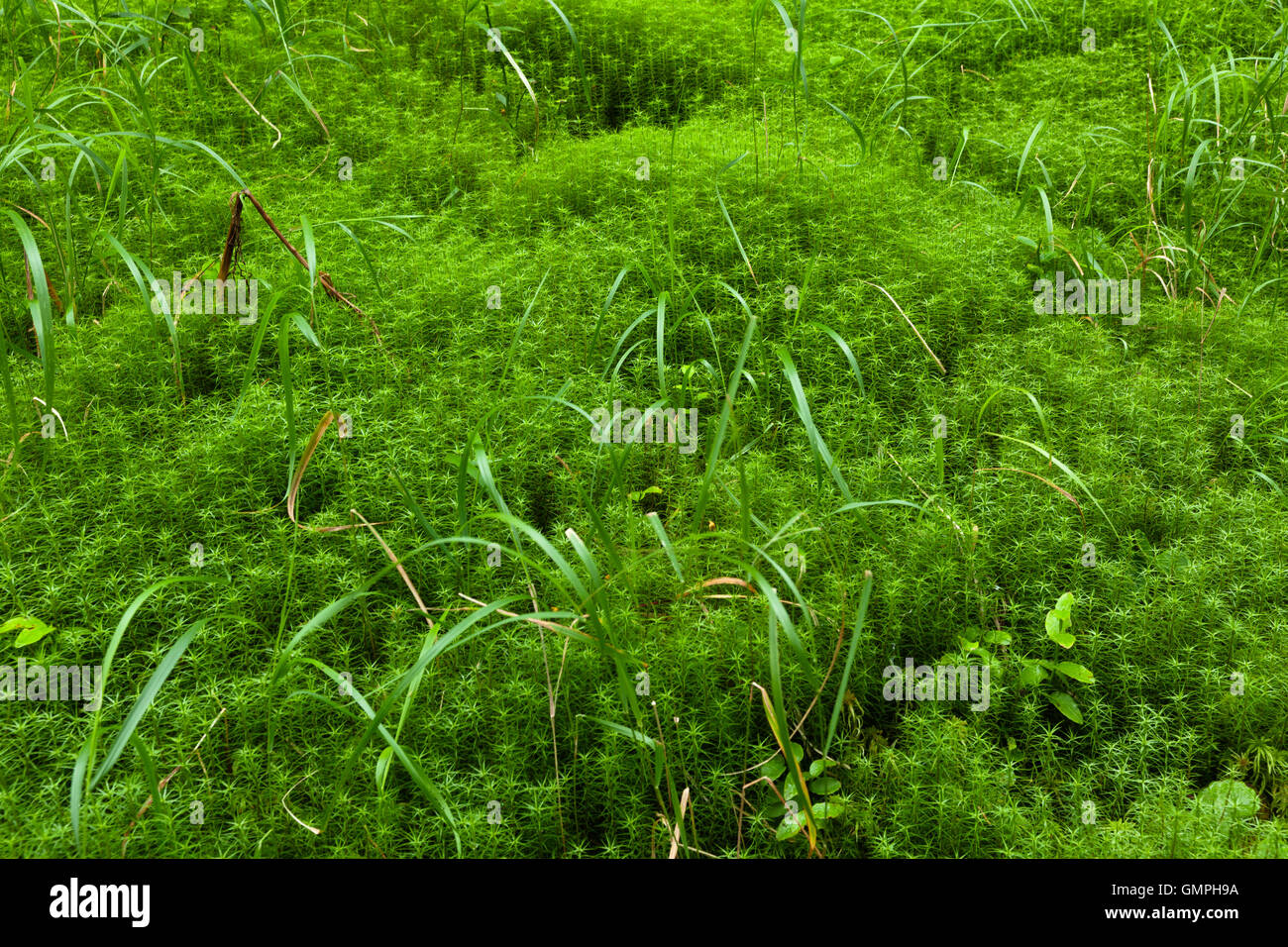 Fresh green grass Stock Photo