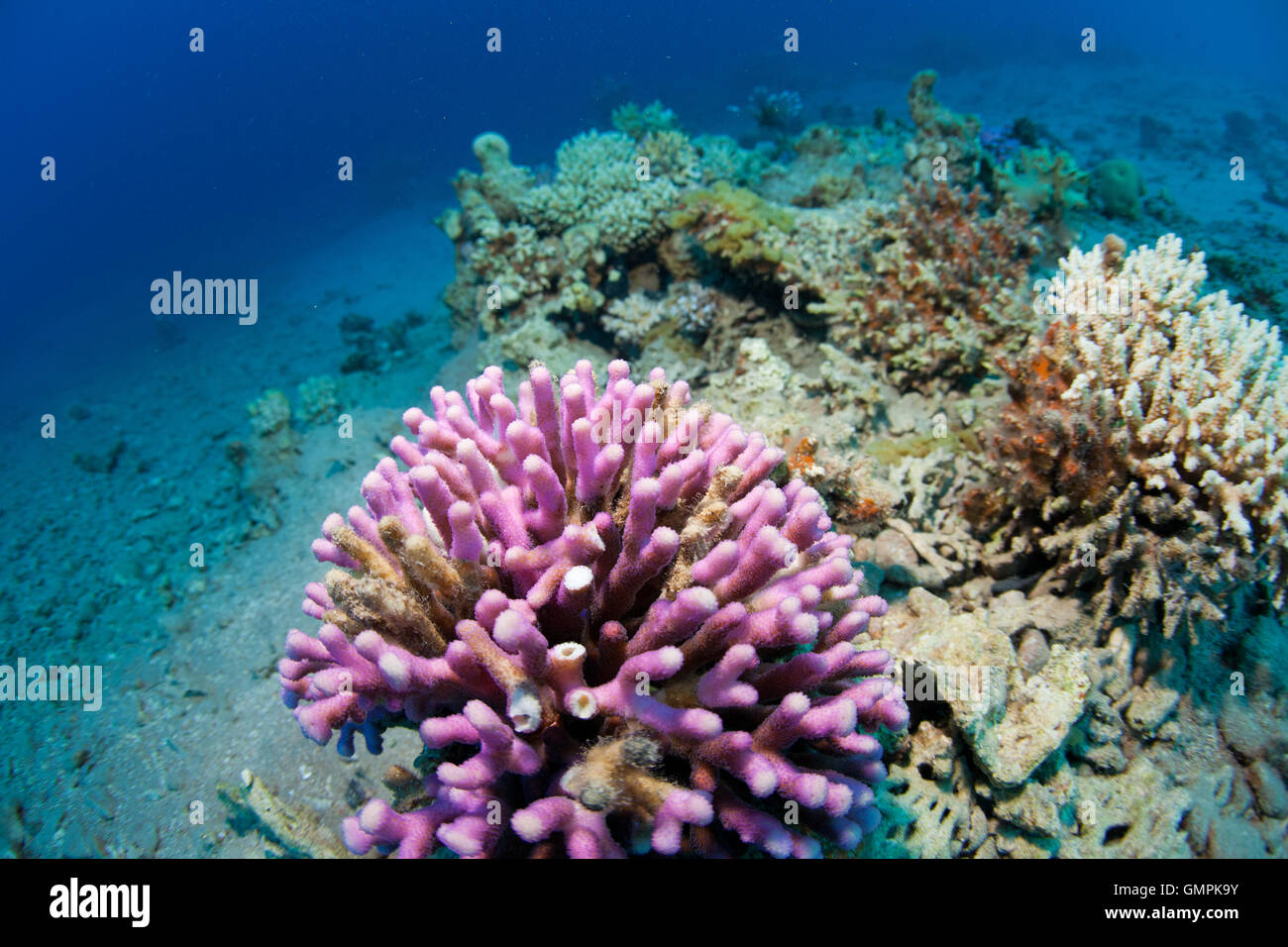 corals in the sea Stock Photo