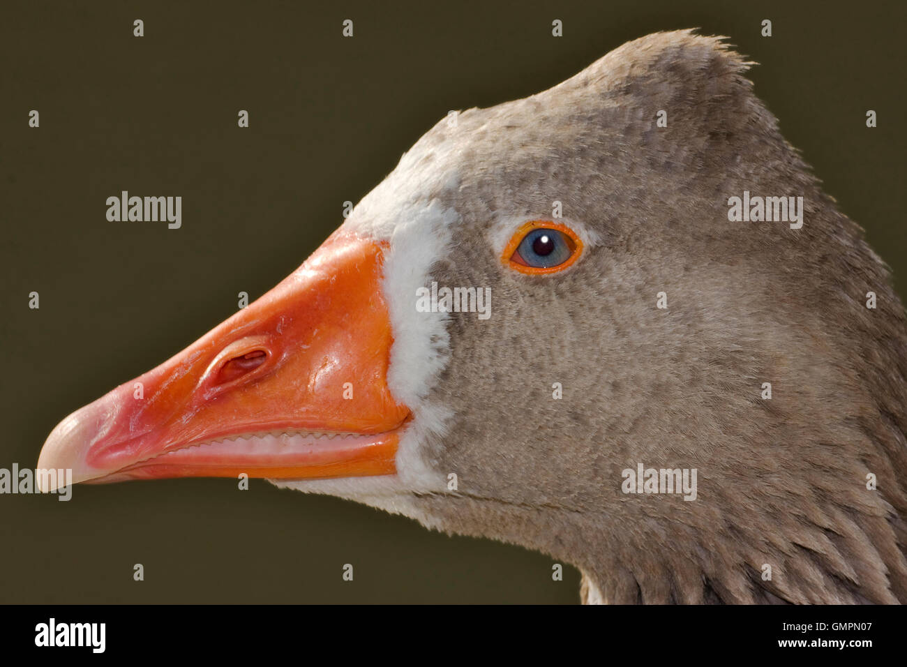 brown and grey duck Stock Photo - Alamy