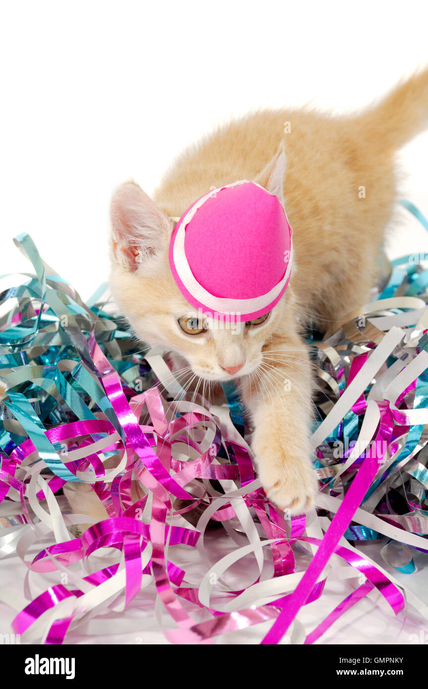 Cat kitten with hat stock photo alamy