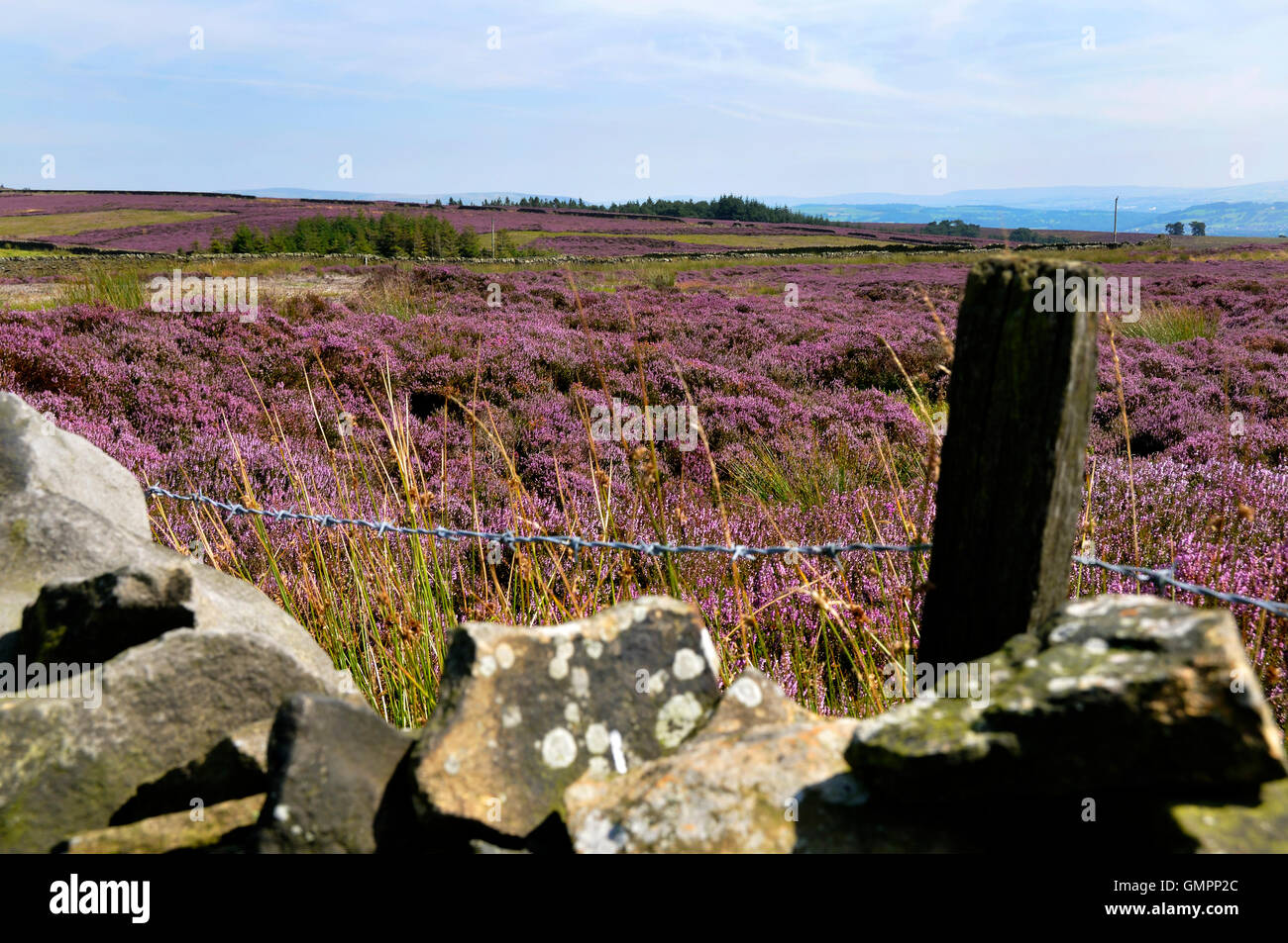 dry stone wall and pink heather in fields Stock Photo