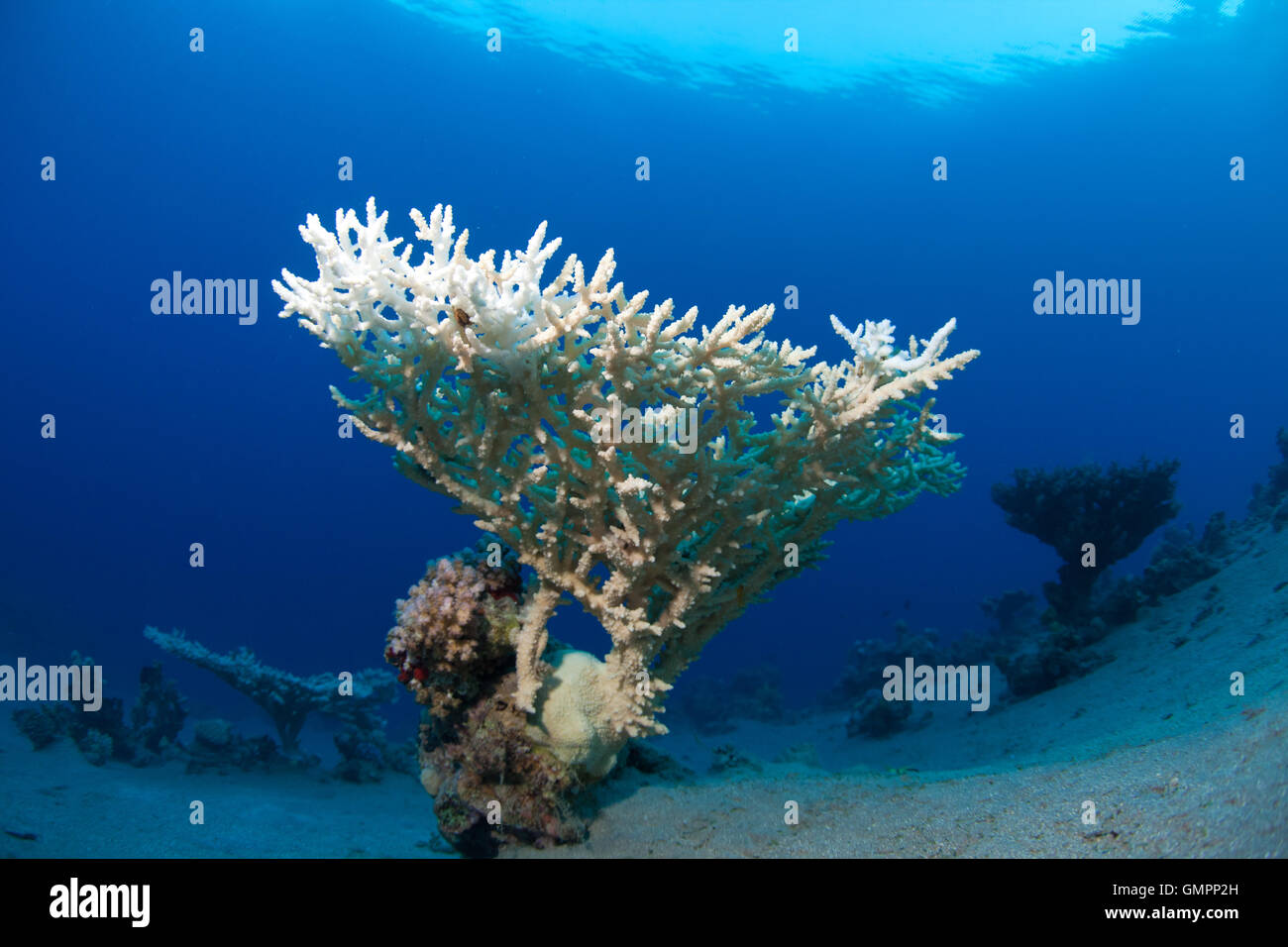 coral in the sea Stock Photo