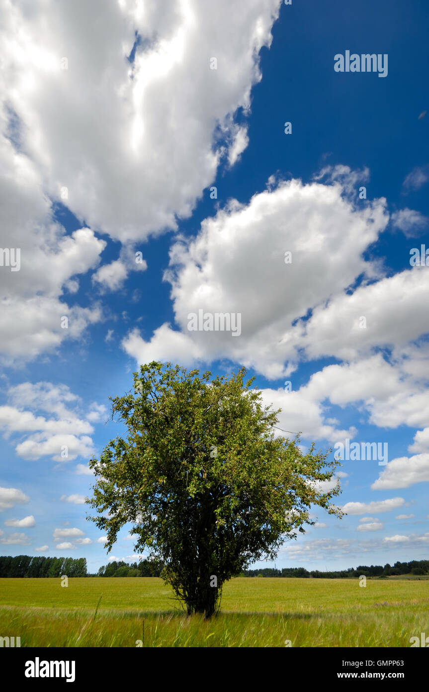Tree in corn field Stock Photo - Alamy