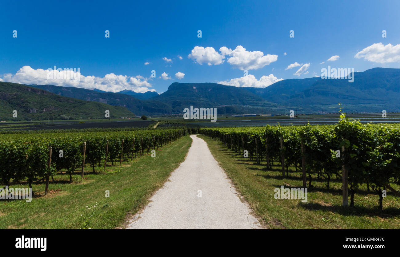 Vineyards on the wine route in Bozen Stock Photo