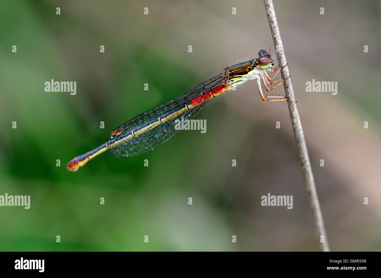 A small red damselfly at rest on a reed UK Stock Photo