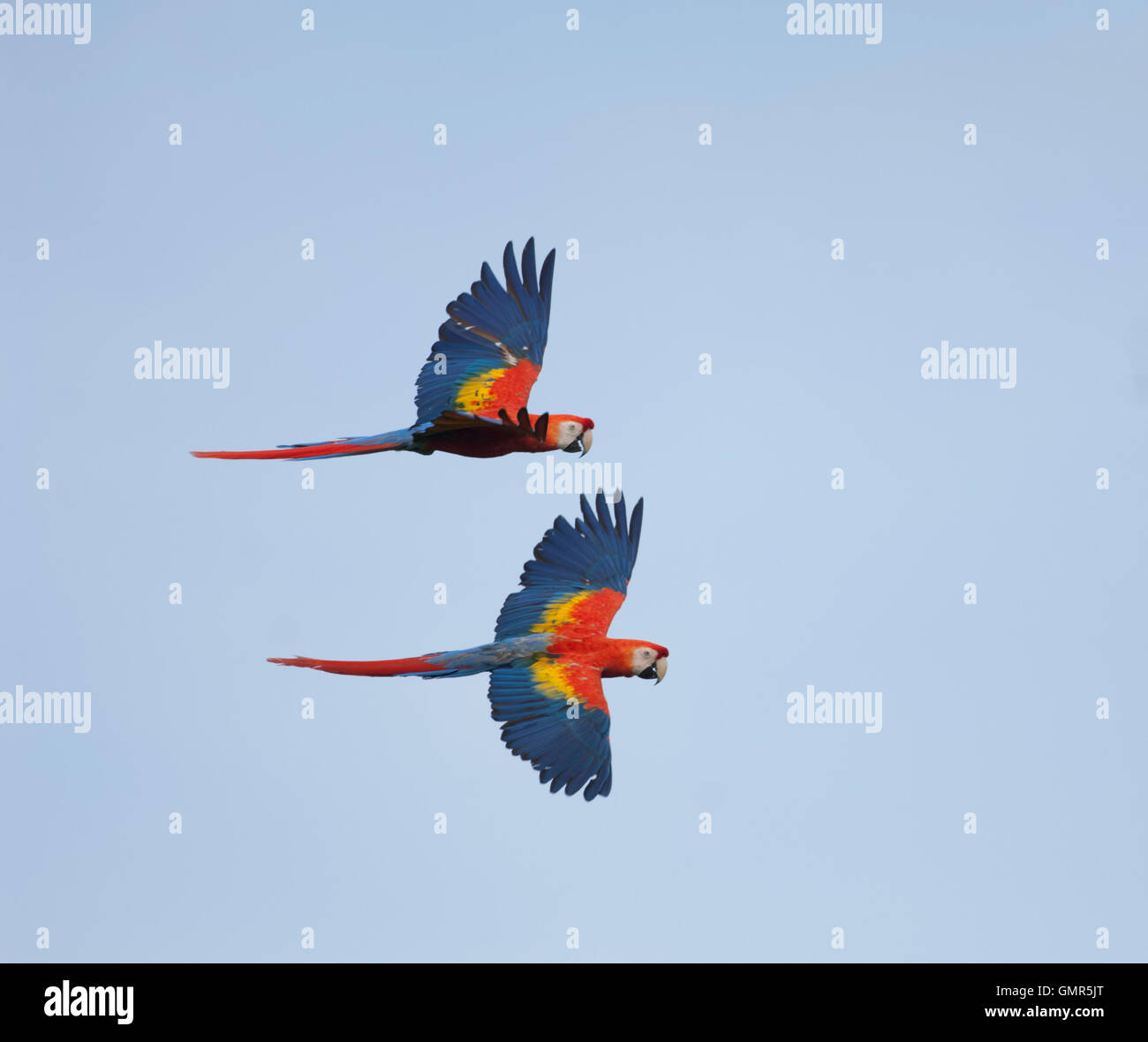 pair of Scarlet Macaws, (Ara macao), in flight Stock Photo