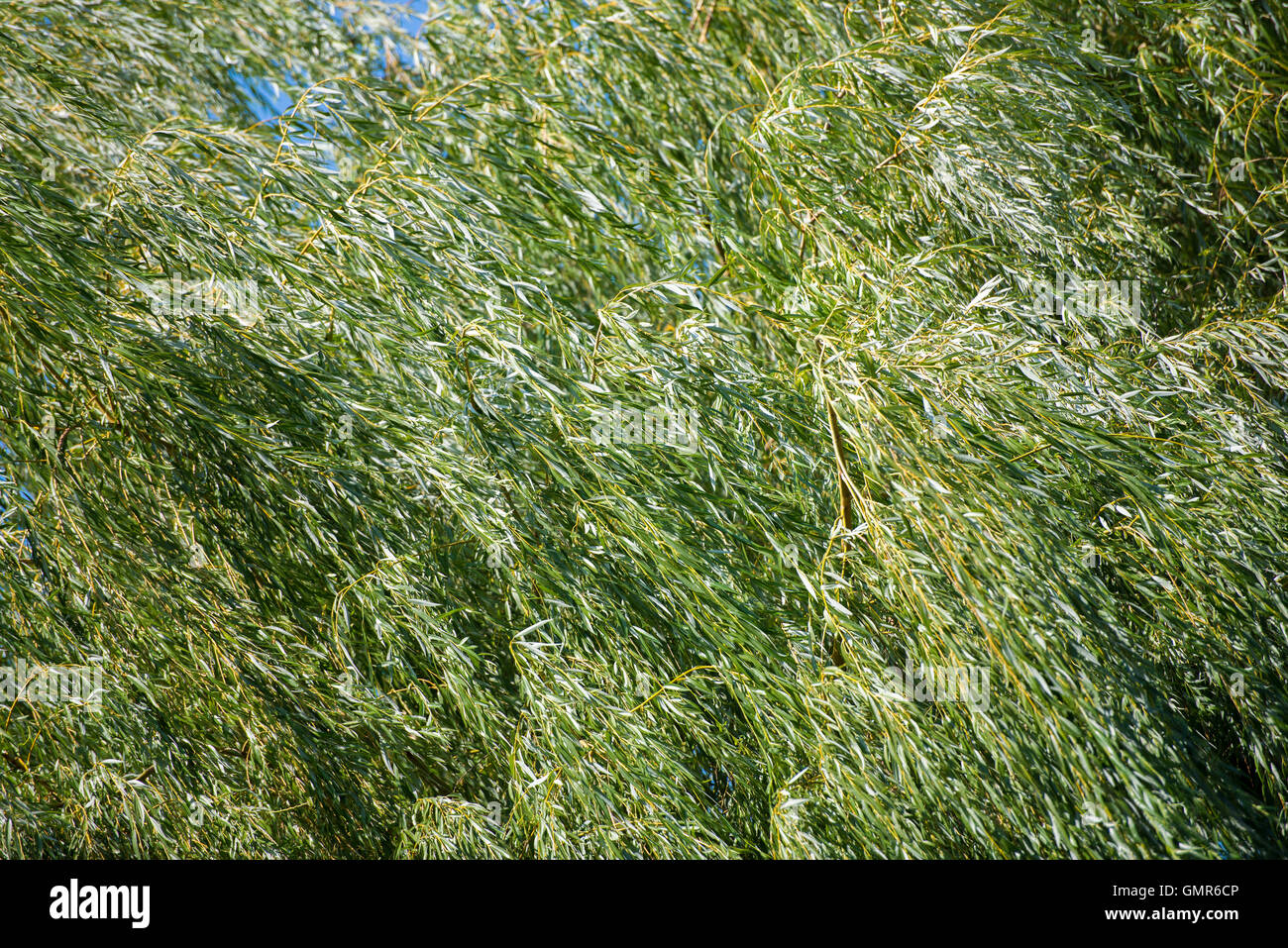 Willow leaves with hi-res stock photography and images - Alamy