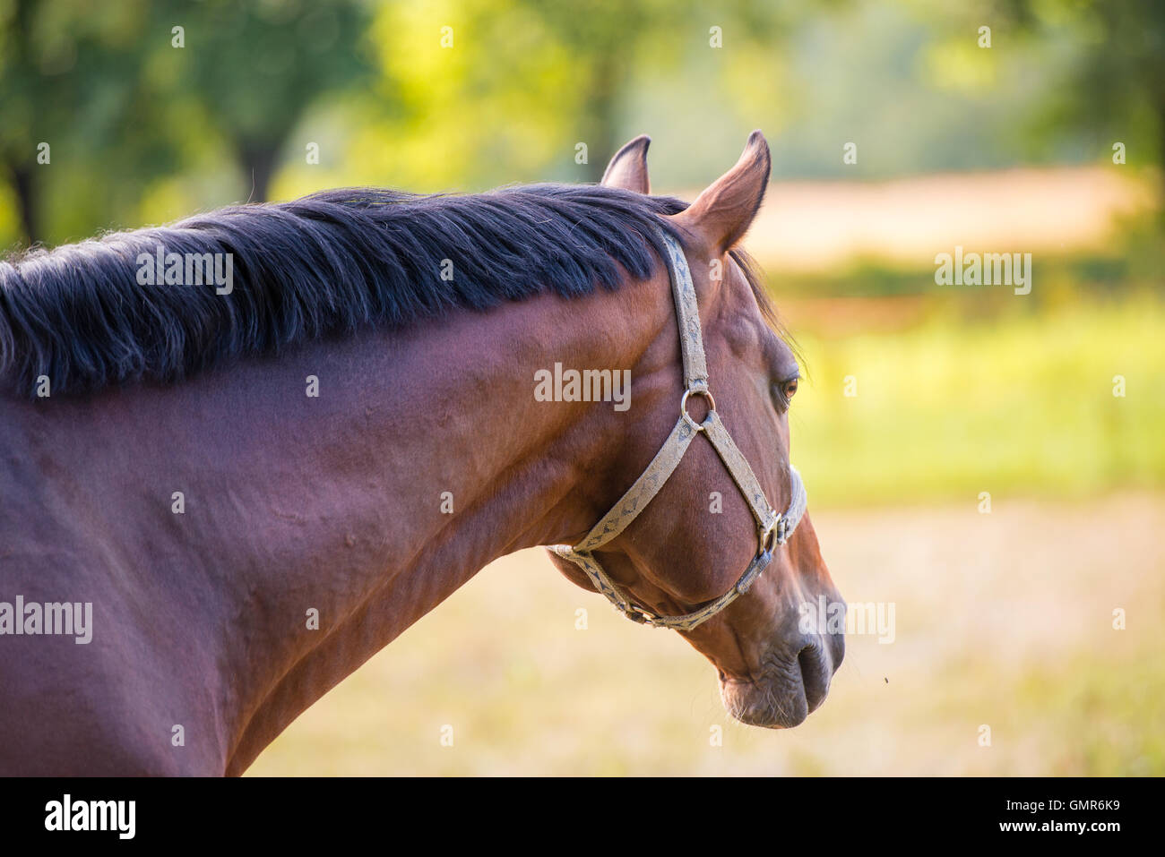 Horse neck and head hires stock photography and images Alamy