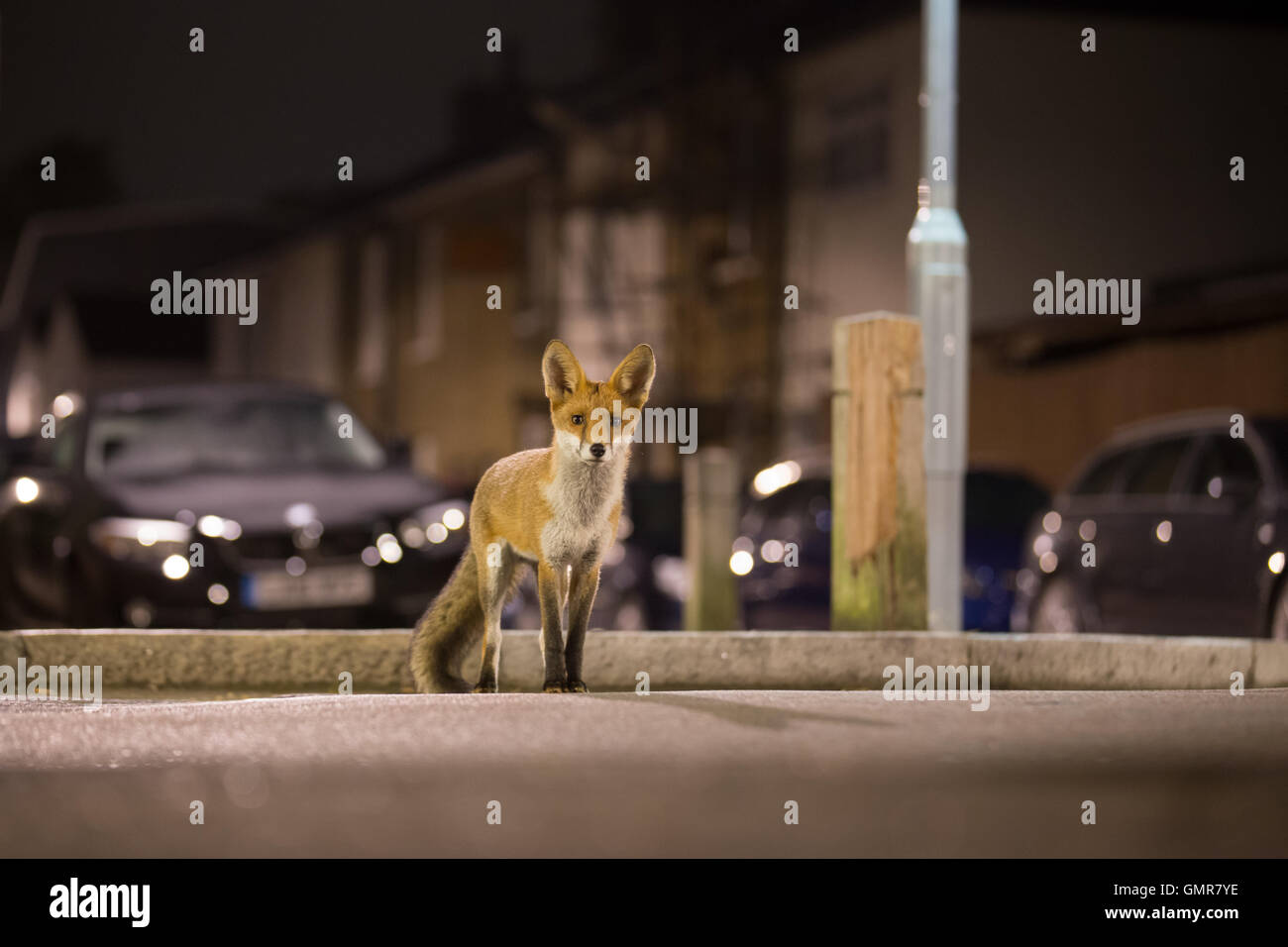 Urban fox on the street Stock Photo