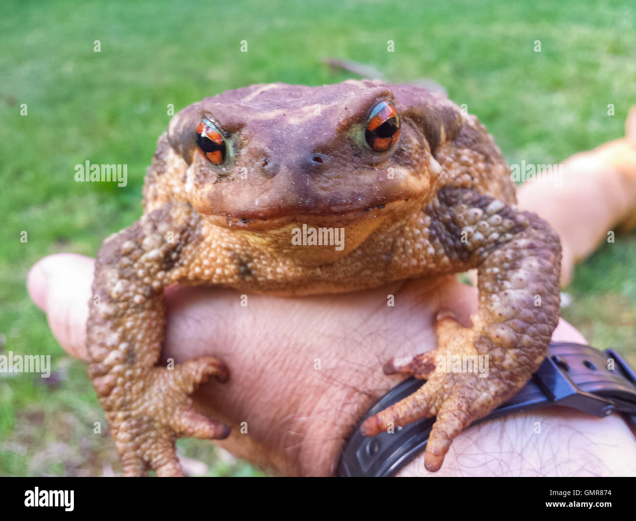common toad (Bufo bufo) in one hand Stock Photo