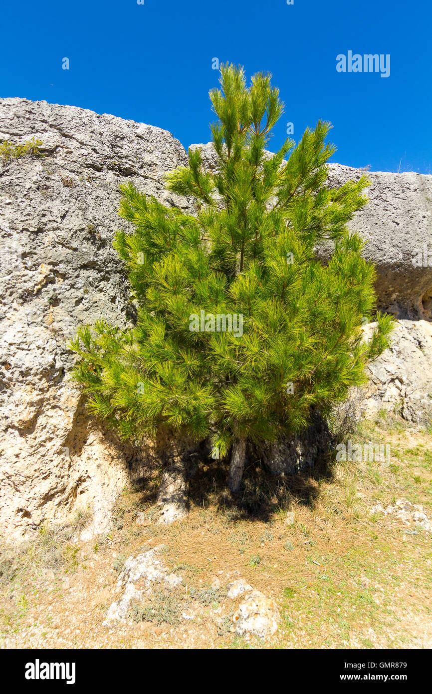 Small pine tree next to a large rock Stock Photo