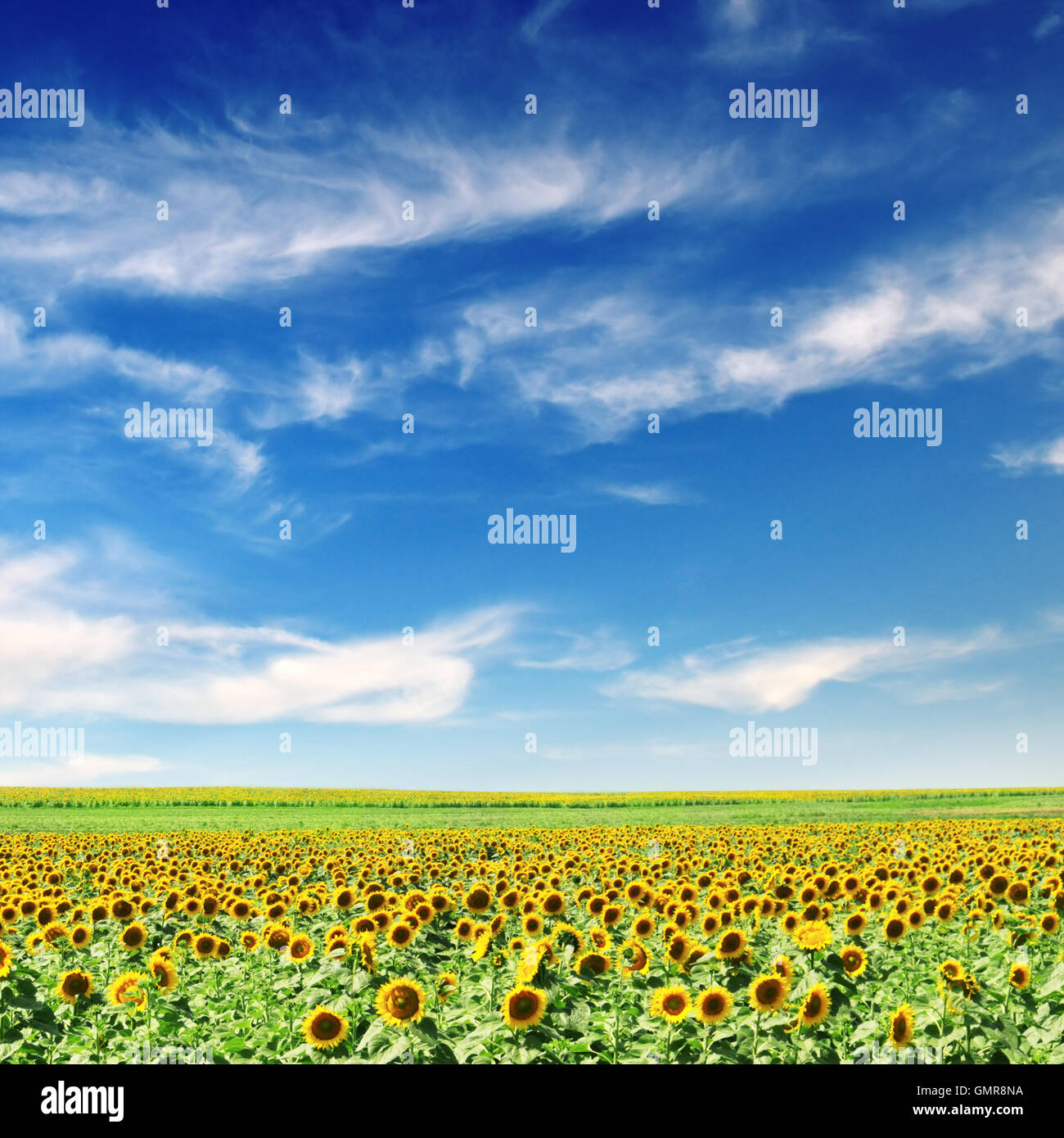 sunflower field and blue sky Stock Photo - Alamy