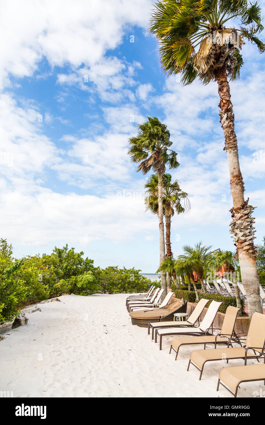 Chaise lounges on a sandy beach under palm trees Stock Photo Alamy