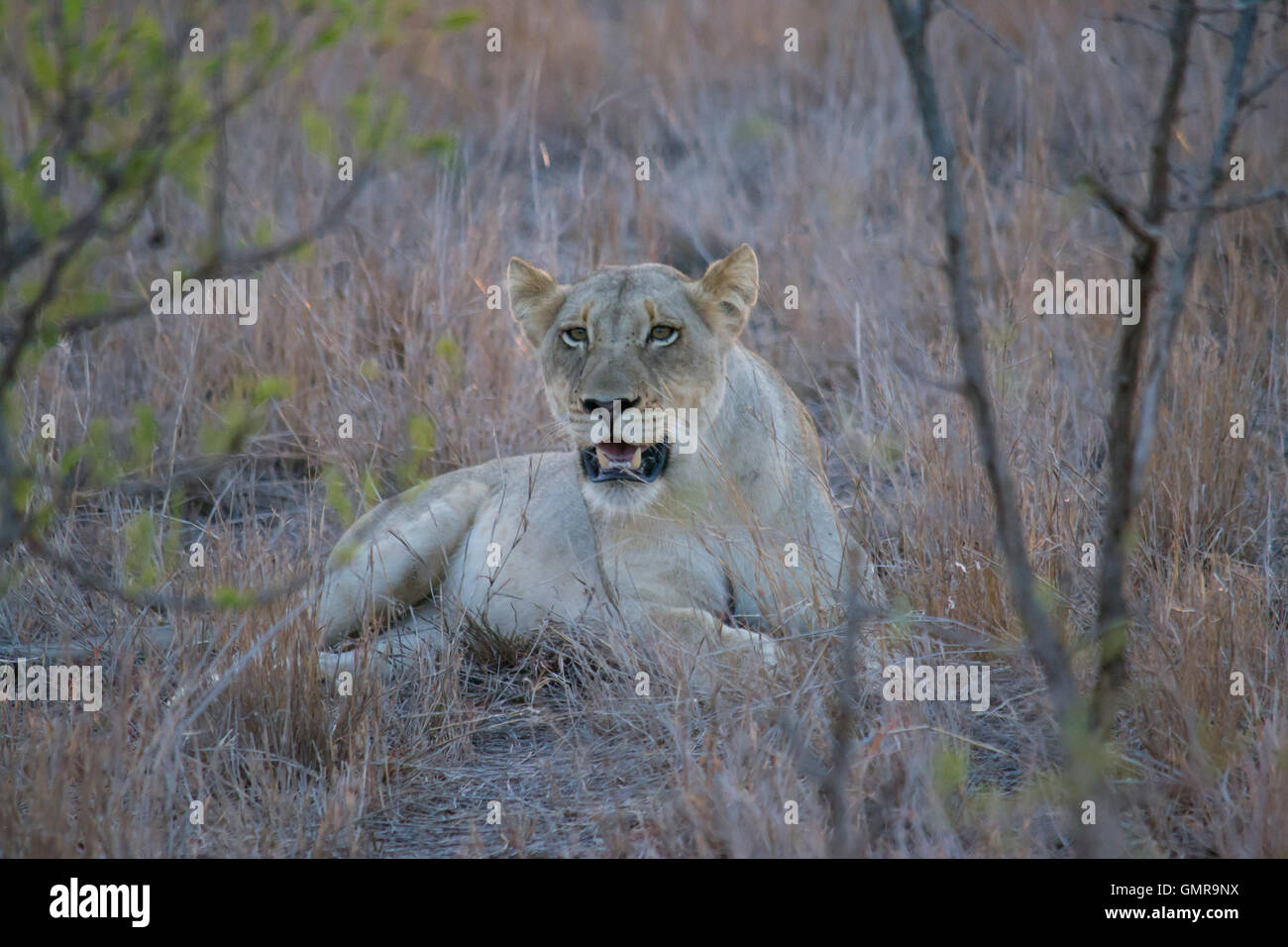 Lion at dawn lying down in Kruger National Park Stock Photo