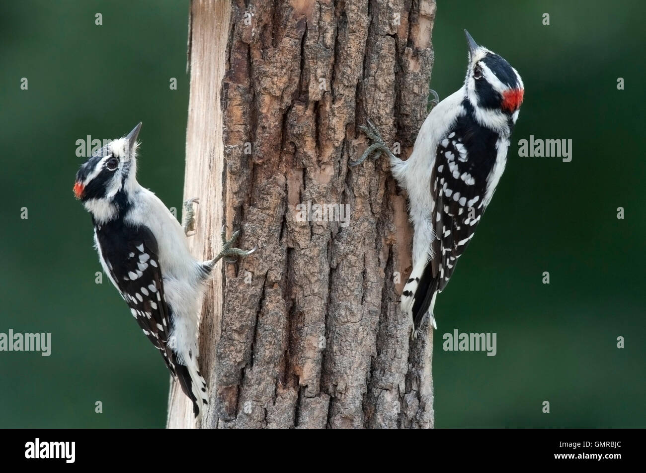 Two male downy woodpeckers cling to fence post Stock Photo