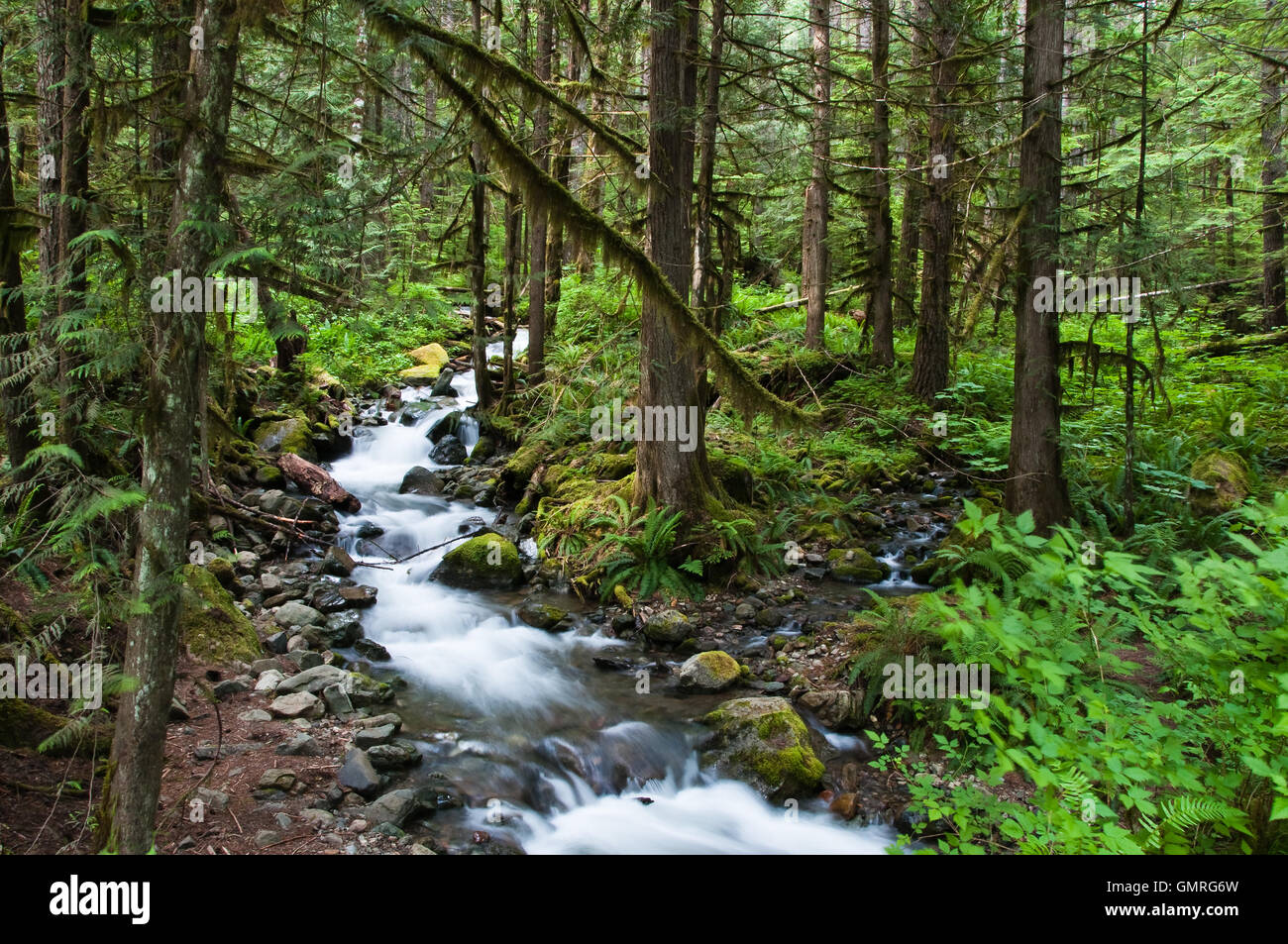 Mountain Forest Stream Stock Photo