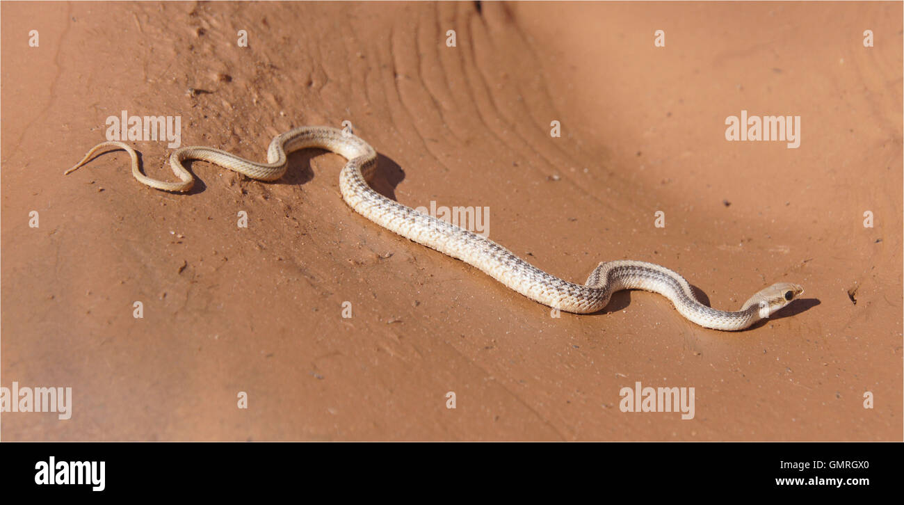 Western PatchedNosed, Salvadora hexalepis Stock Photo Alamy