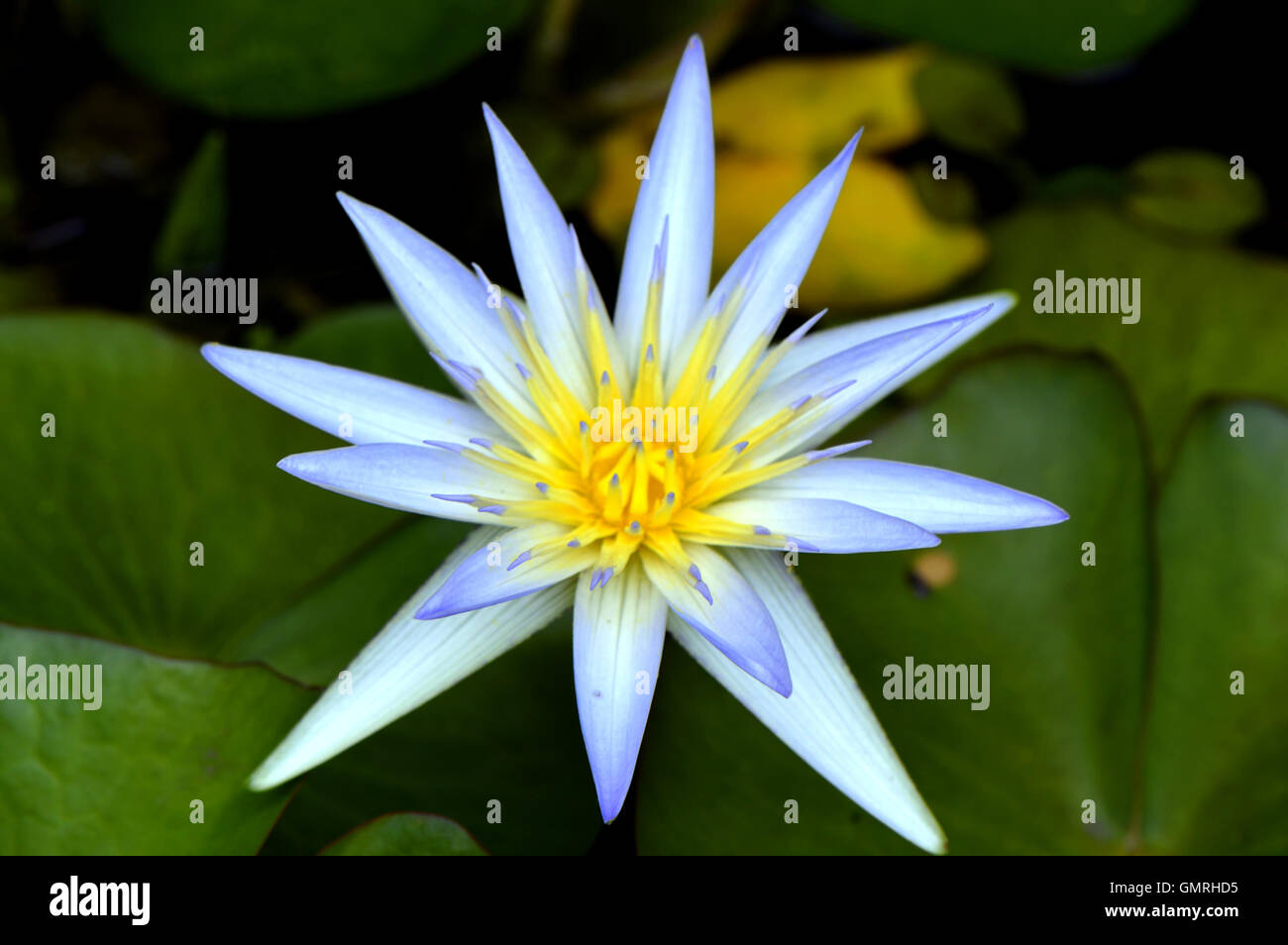 Waterlily Latin name Nymphaea caerulea Blue Lotus of the Nile Stock Photo