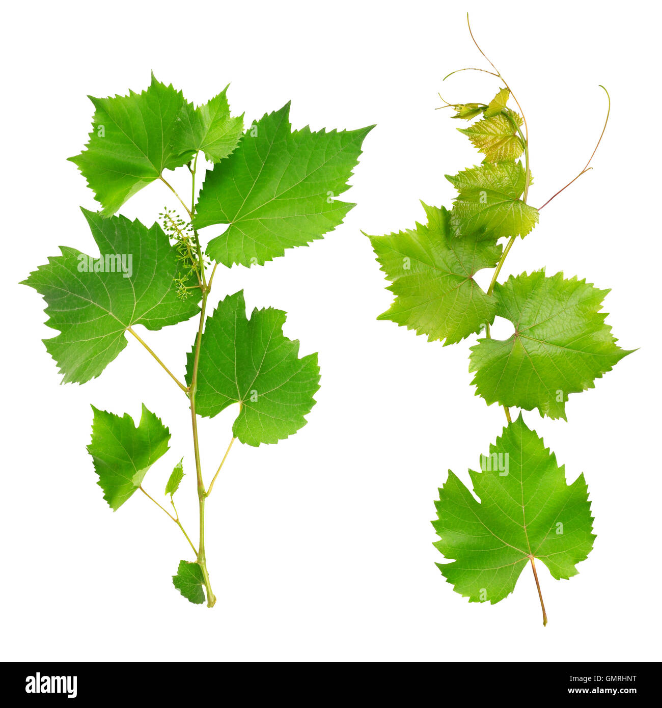 vine leaves isolated on white background Stock Photo