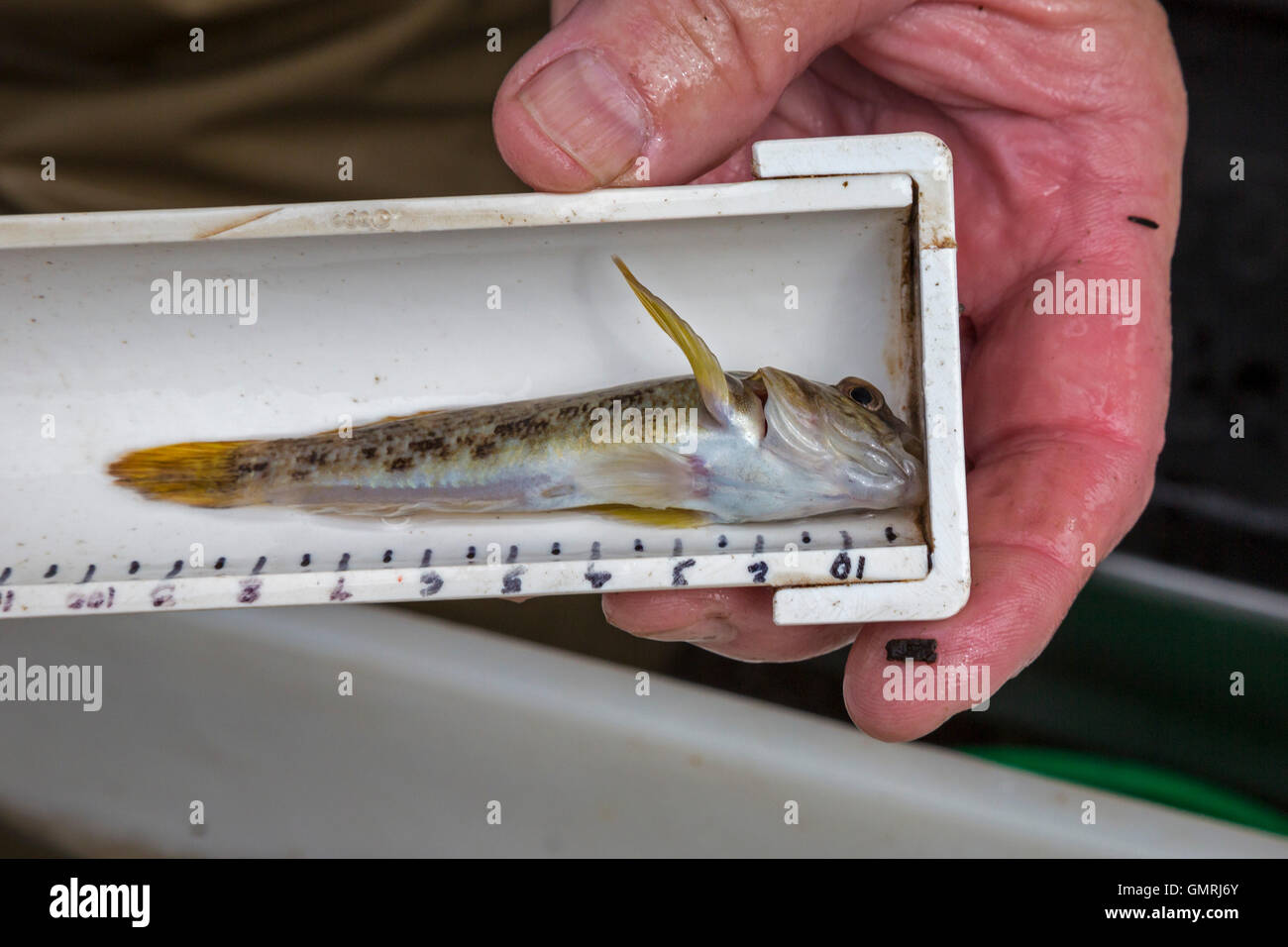 Wayne, Michigan - An invasive round goby (Neogobius melanostomus) found during a fish survey of the Lower Rouge River. Stock Photo