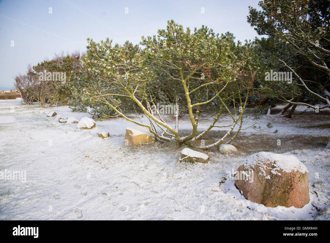 Pine trees forest snow night hi-res stock photography and images - Alamy