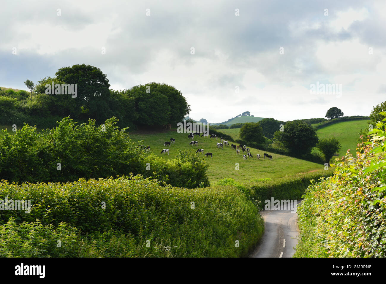 Dorset countryside with a winding lane and cows grazing in the field.  Dorset, UK, United Kingdom Stock Photo