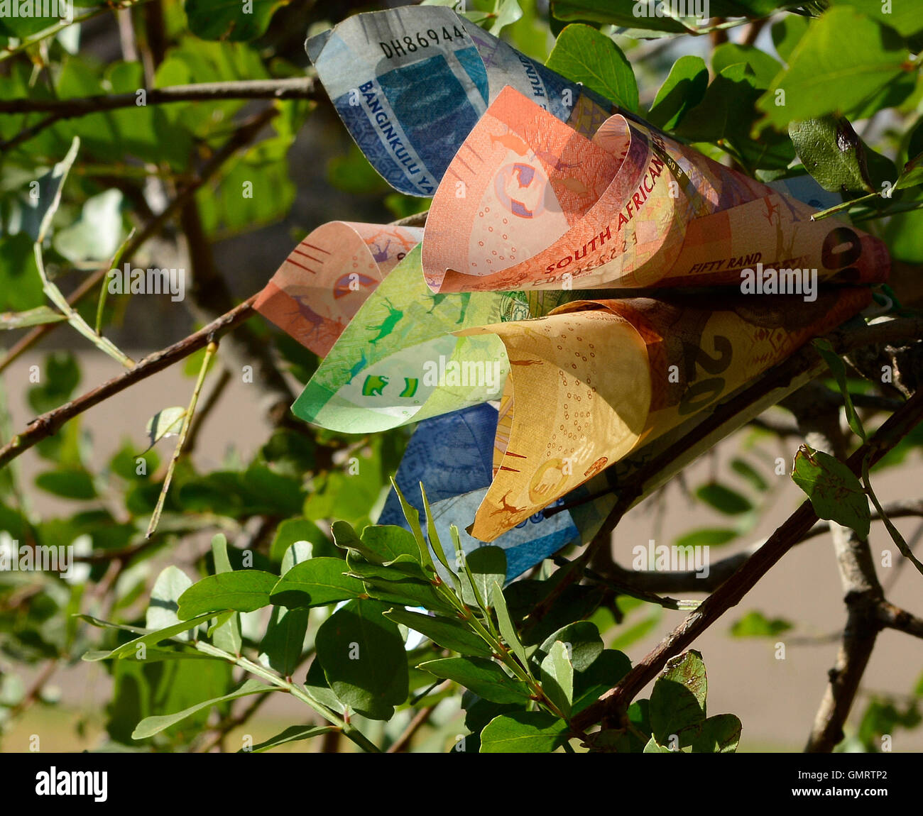 Money flower on money tree concept close up left side view of South