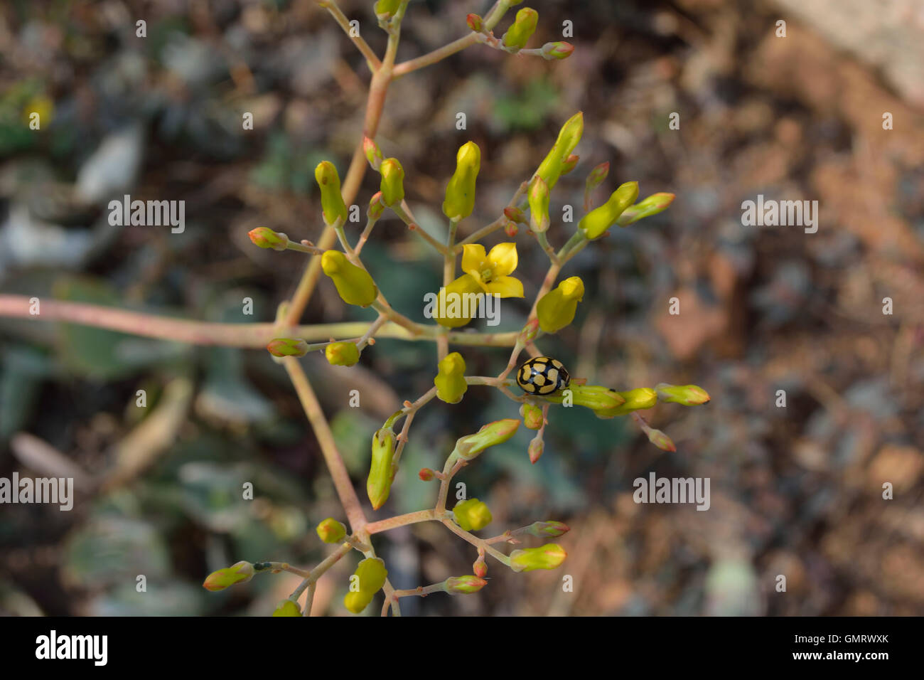 Yellow ladybird on cluster of tiny yellow flowers and buds Stock Photo