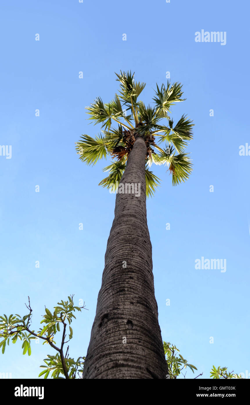 ant's eye view sugar palm sky background in the morning Stock Photo