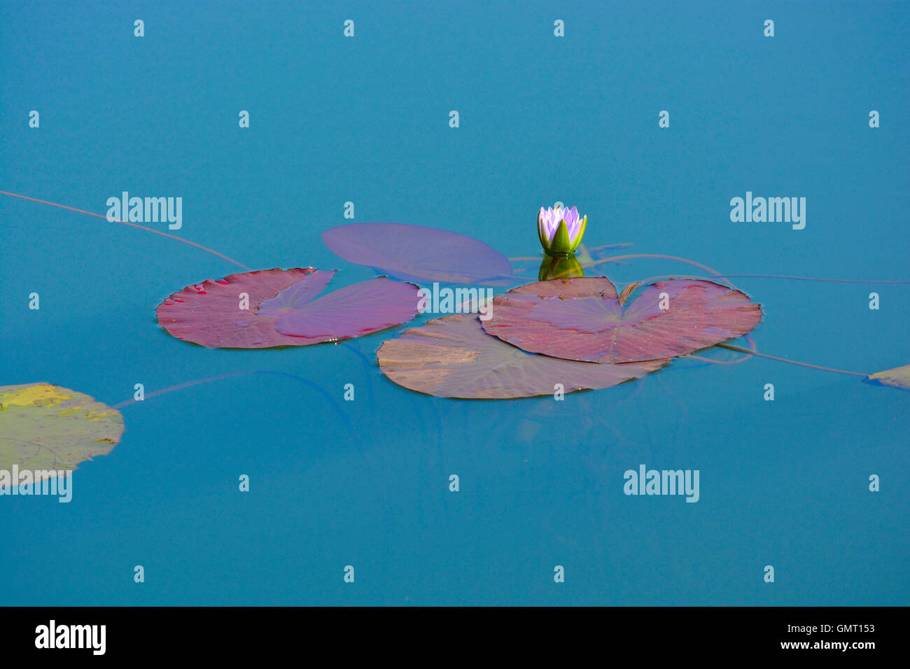 Single water lily with leaves in a tranquil water scene Stock Photo