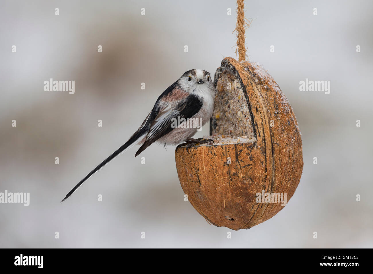 Schwanzmeise, selbstgemachtes Vogelfutter in einer Kokosnuss, Kokosnuß ...