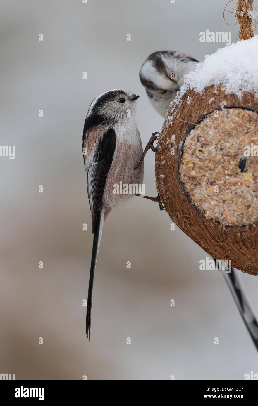 Schwanzmeise, selbstgemachtes Vogelfutter in einer Kokosnuss, Kokosnuß ...