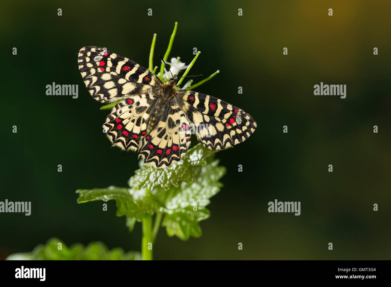 Spanischer Osterluzeifalter, Westlicher Osterluzeifalter, Zerynthia