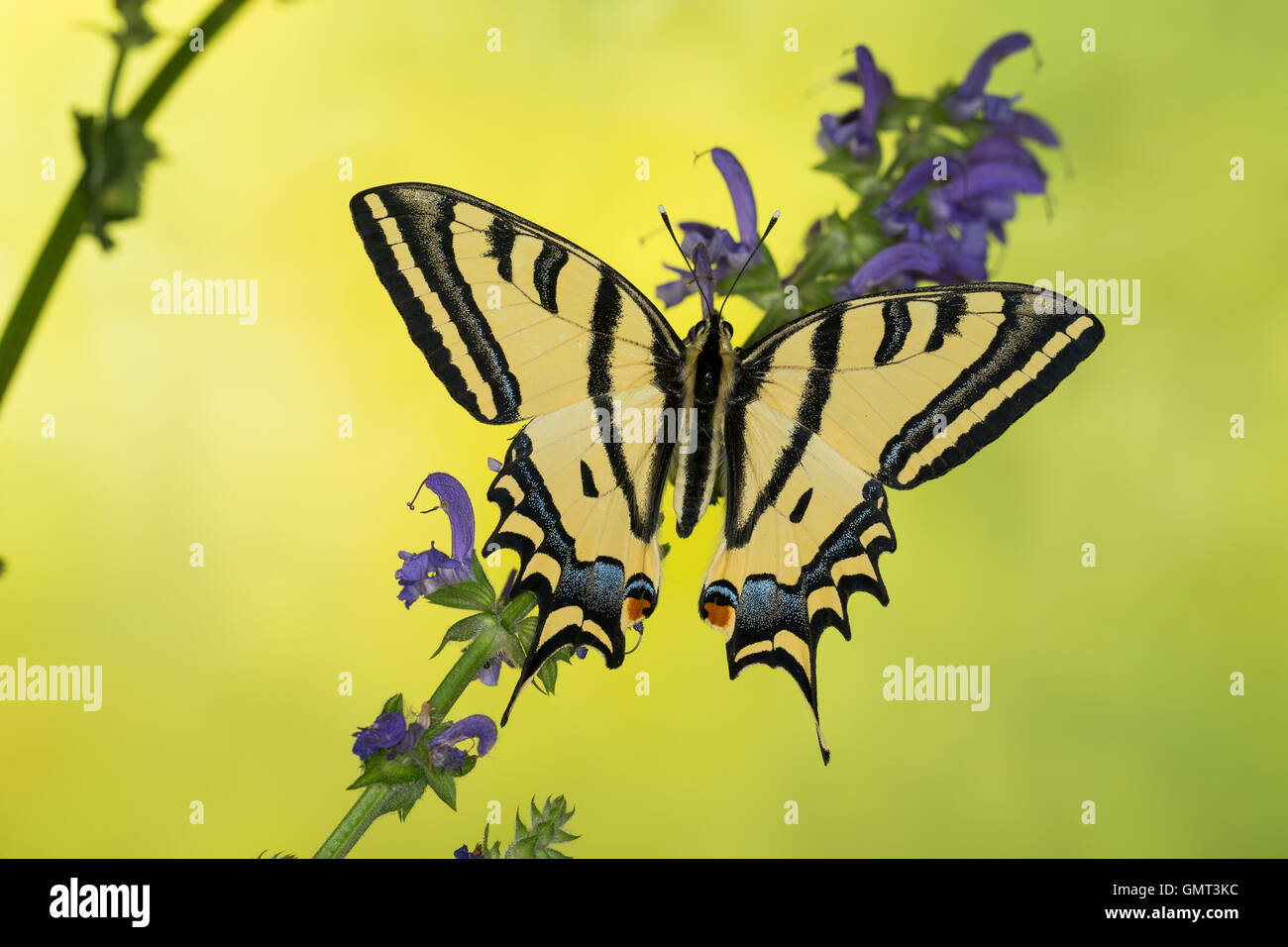 Südlicher Schwalbenschwanz, Alexanor-Schwalbenschwanz, Papilio alexanor, Papilio alexanor eitschbergeri, Southern Swallowtail, A Stock Photo