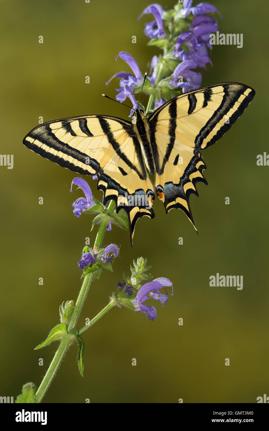 Südlicher Schwalbenschwanz, Alexanor-Schwalbenschwanz, Papilio alexanor, Papilio alexanor eitschbergeri, Southern Swallowtail, A Stock Photo