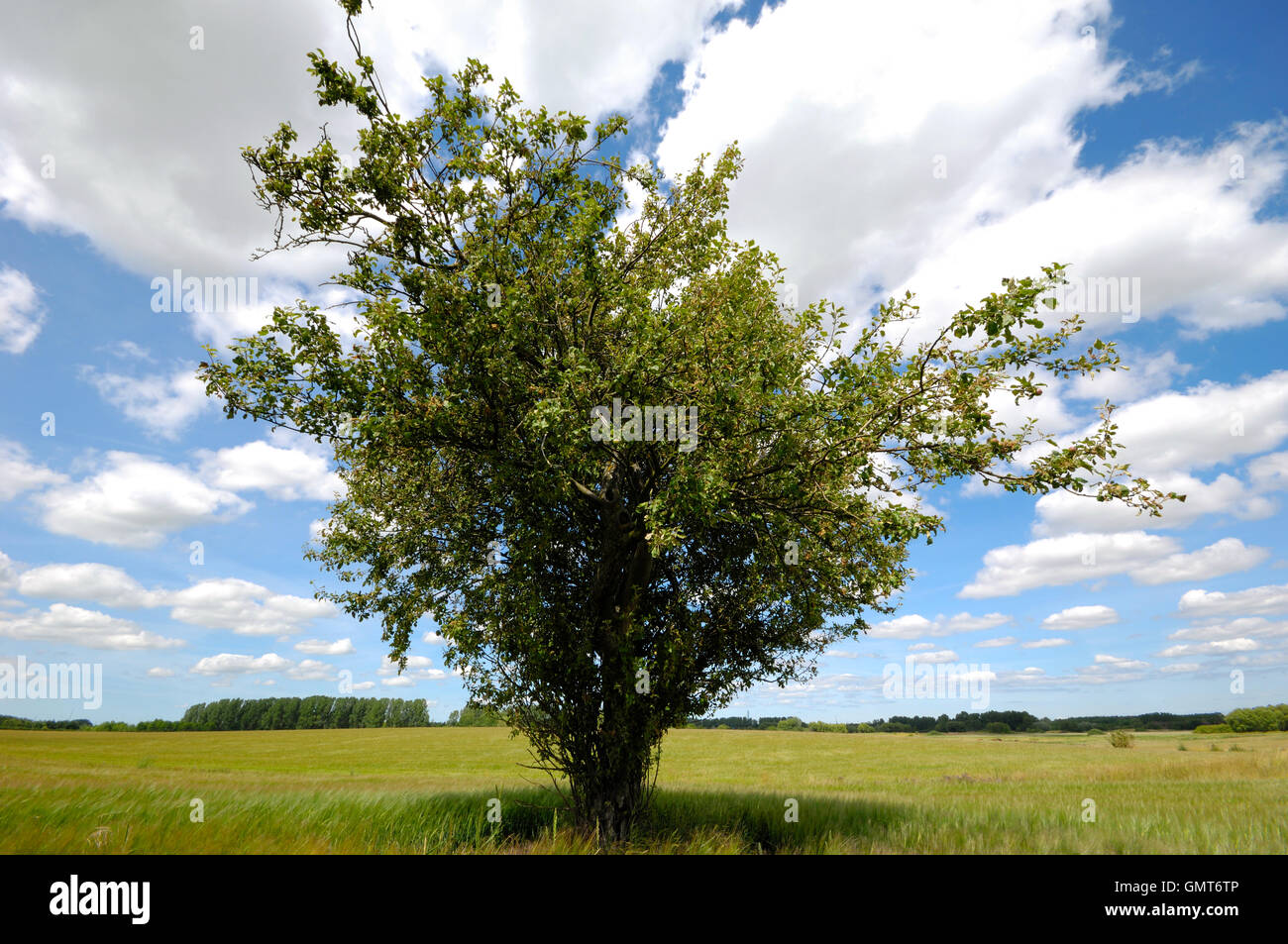 Tree on corn field Stock Photo - Alamy
