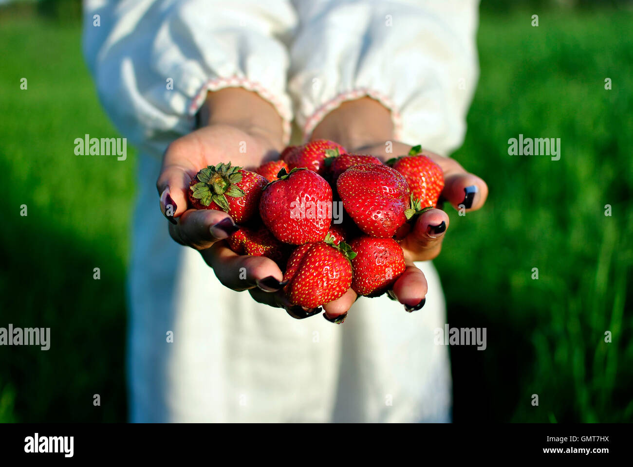 handful of strawberries in hands Stock Photo - Alamy