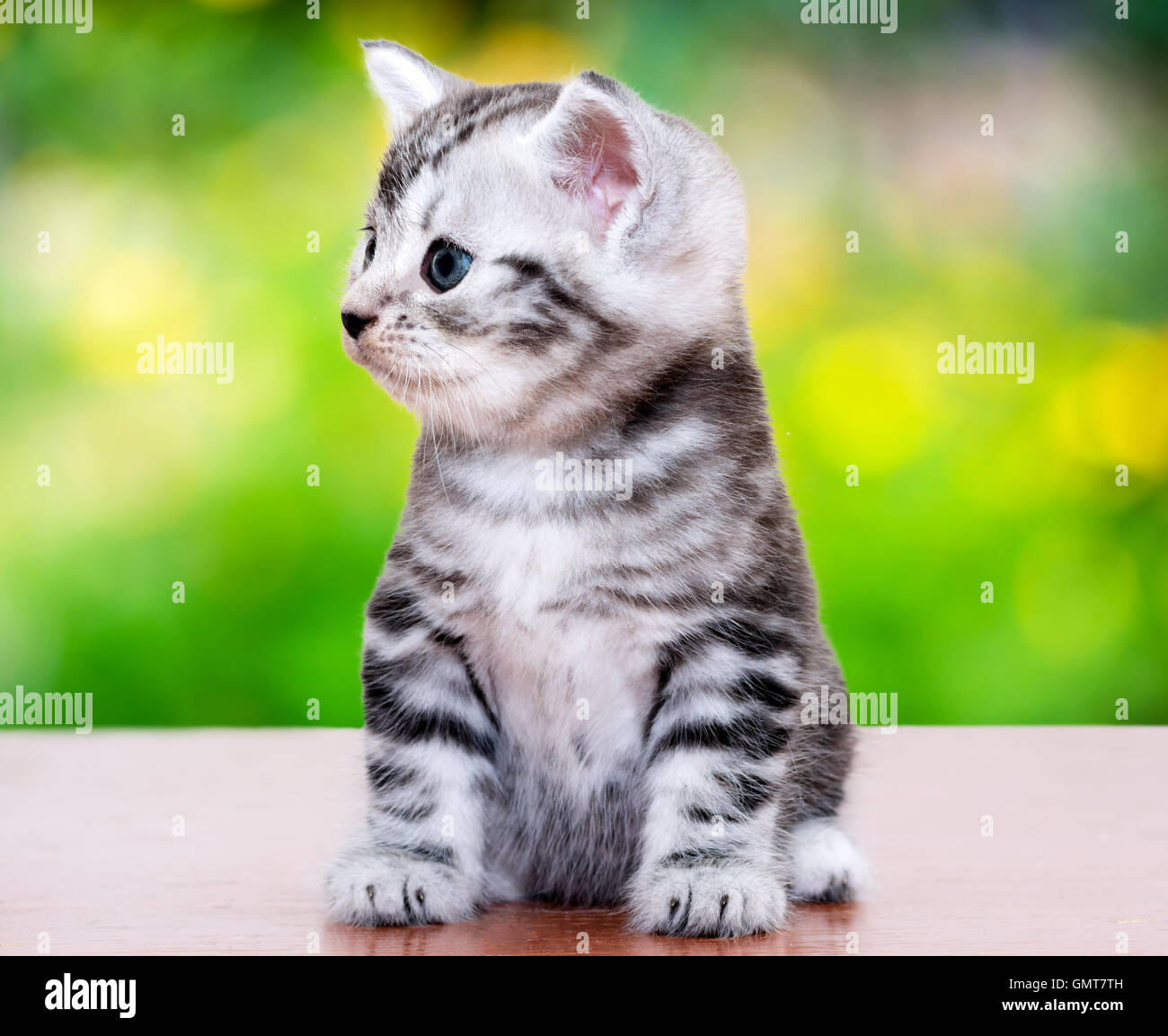 Cute American shorthair cat kitten. Stock Photo