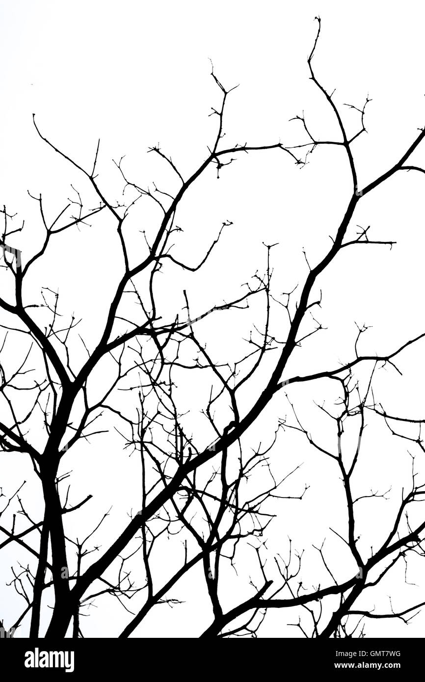 Dead branches isolated on white background Stock Photo - Alamy