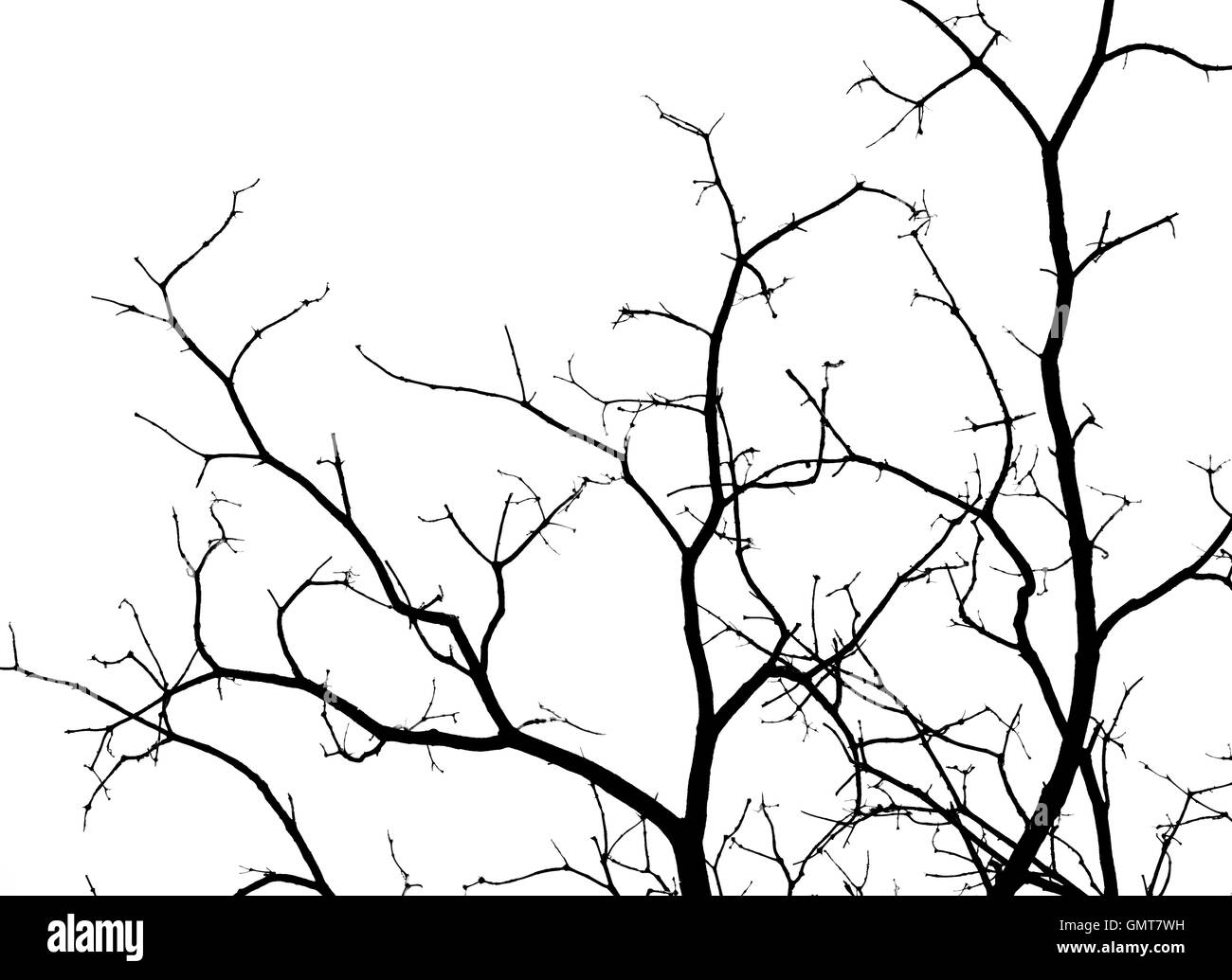 Branches Black and White Stock Photos & Images - Alamy