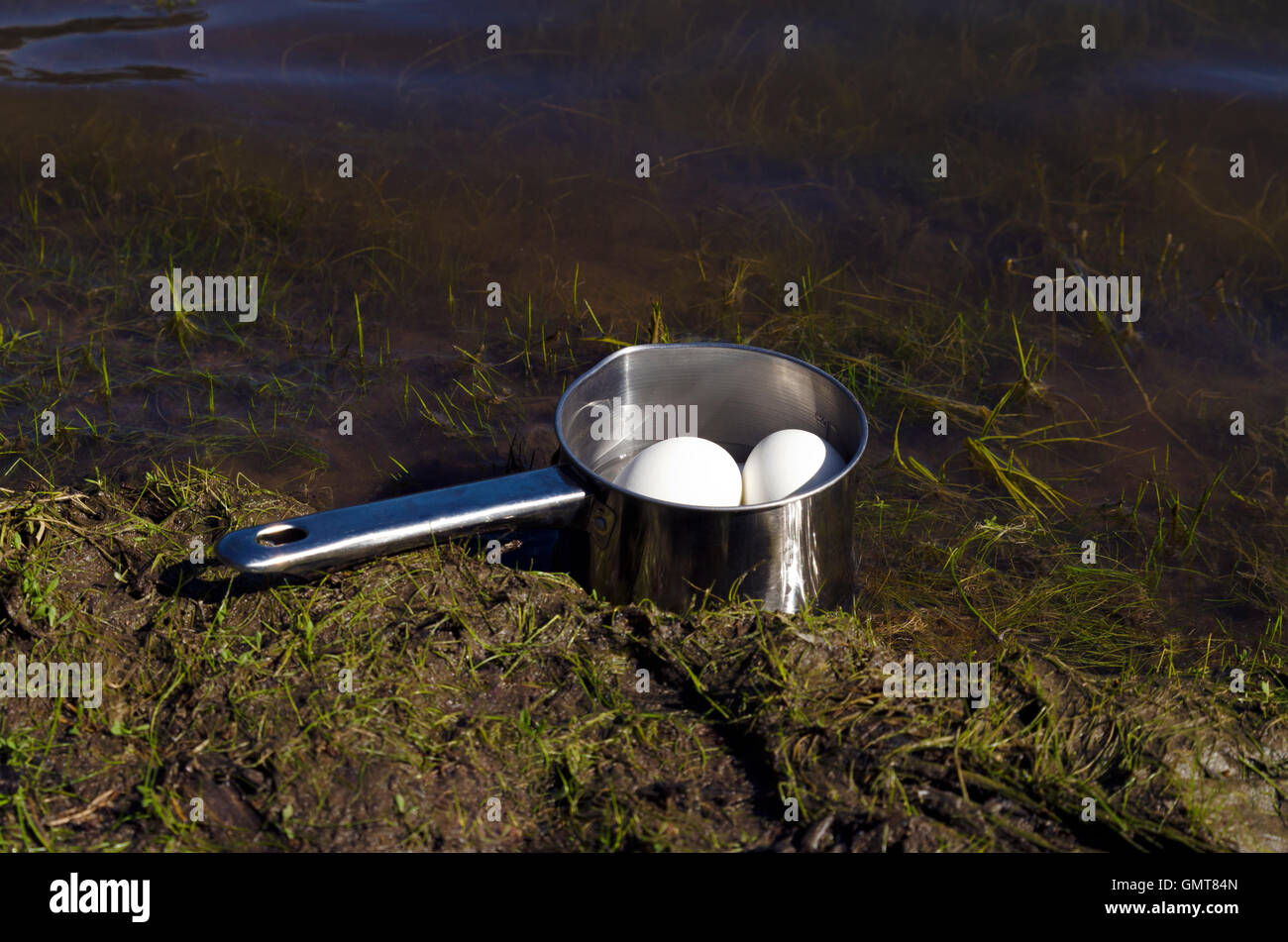 White domestic boiled eggs cooling in a water in a camp Stock Photo