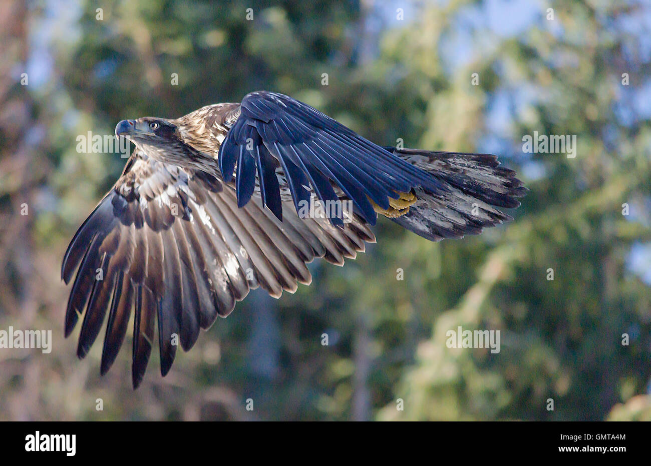 An immature Bald Eagle glides right to left across a forest background Stock Photo