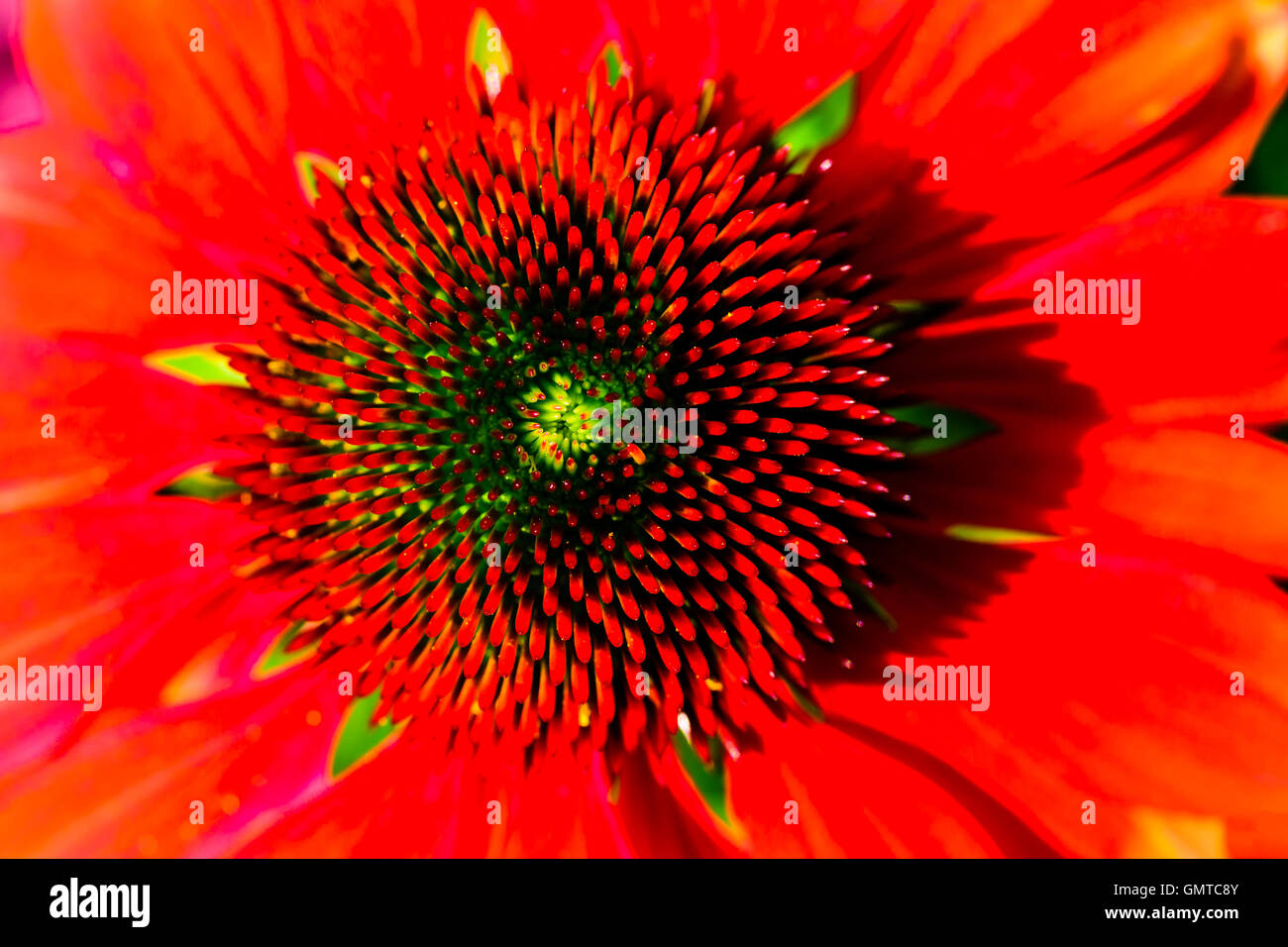 Abstract macro of flower head on red coneflower seen from above. Stock Photo