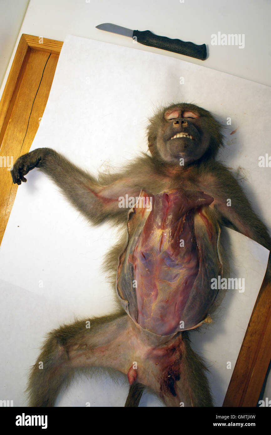 Dissection of a baboon in a university lab Stock Photo