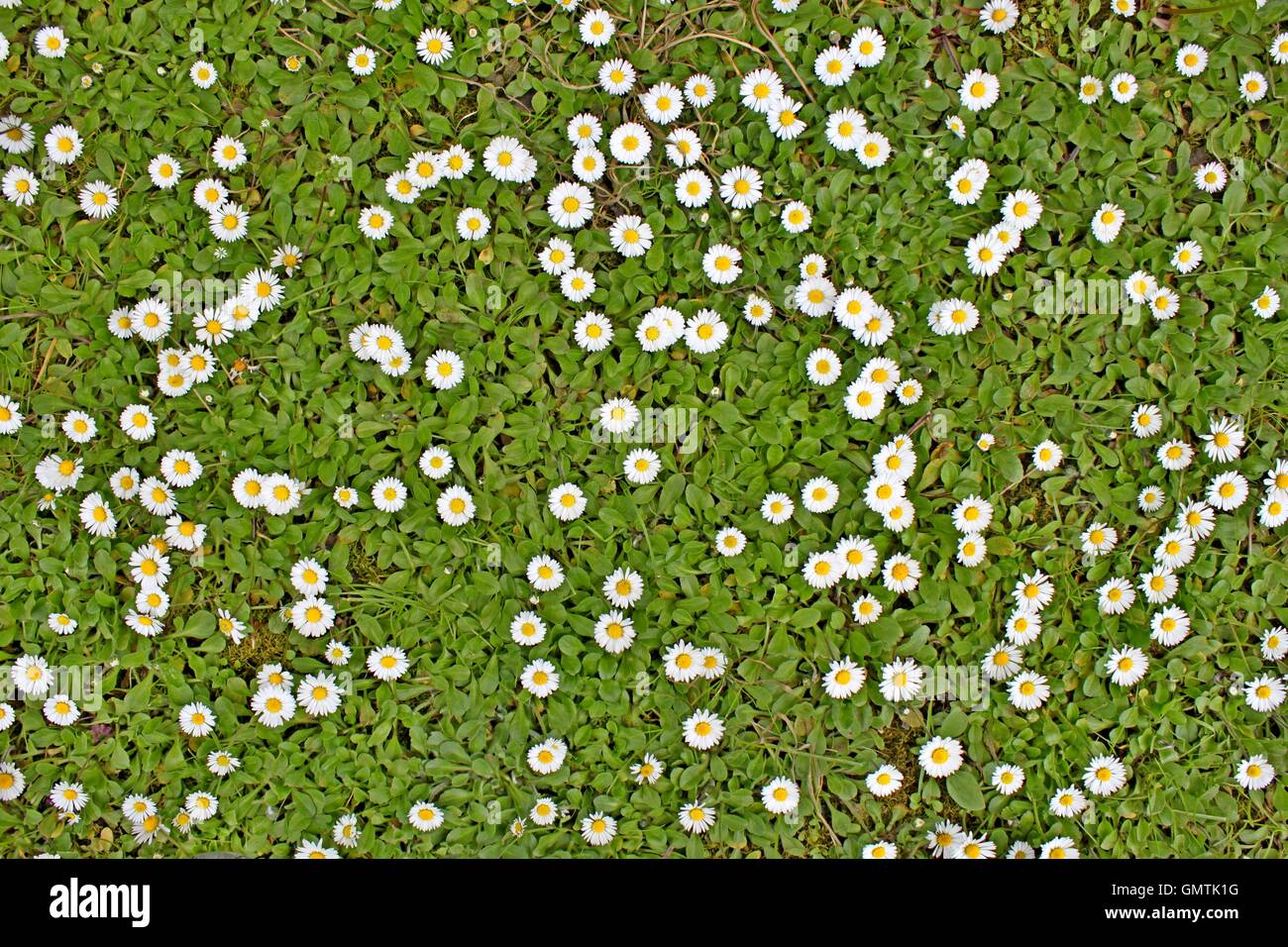 Flowers in the meadow Stock Photo - Alamy