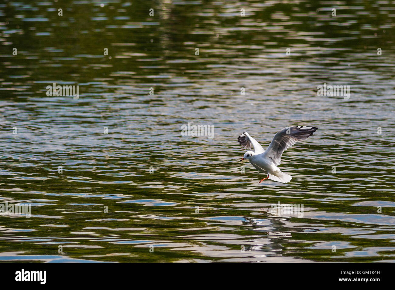 Sea gull flying across the serpentine Lake Hyde Park London Stock Photo