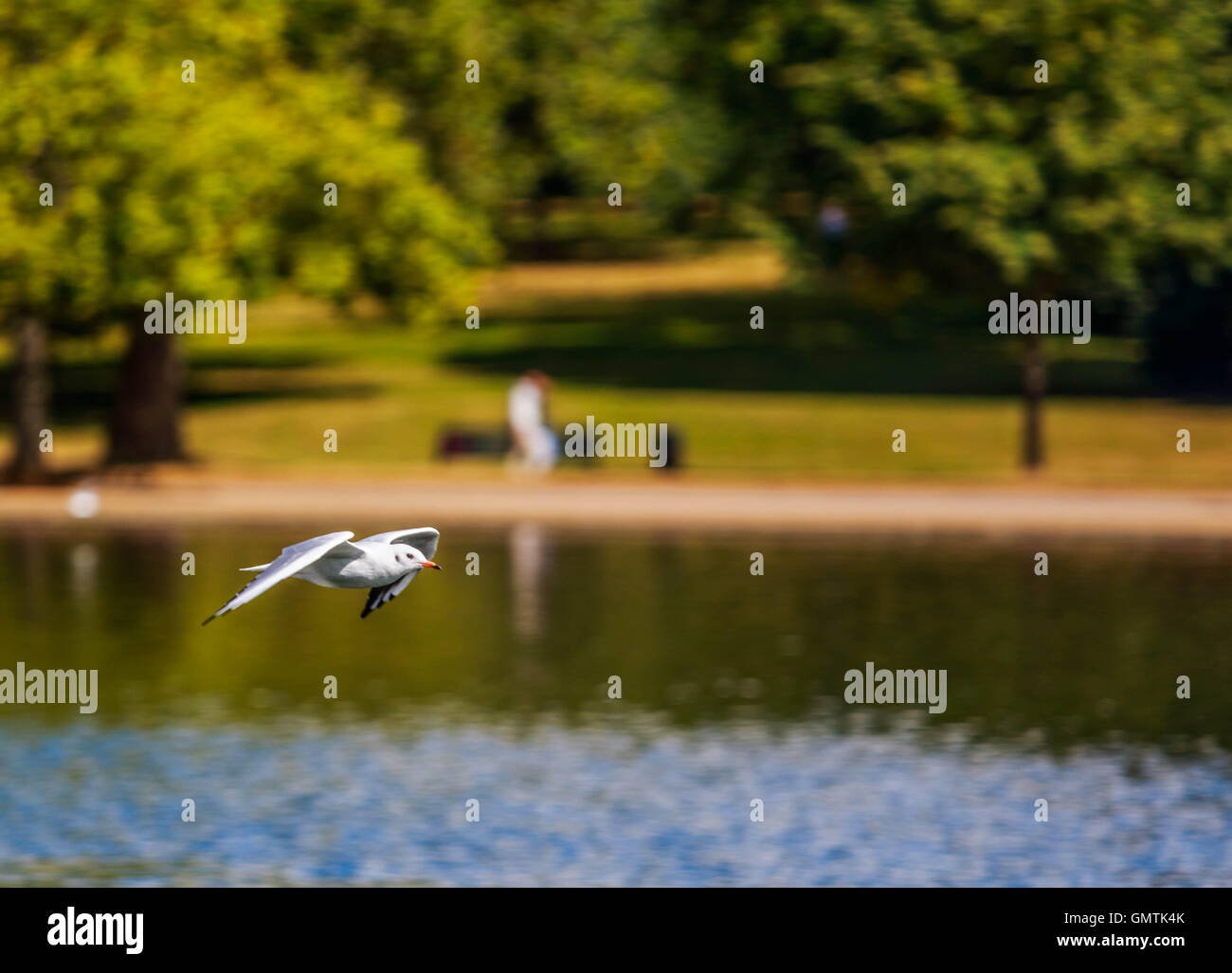 Sea gull flying across the serpentine Lake Hyde Park London Stock Photo