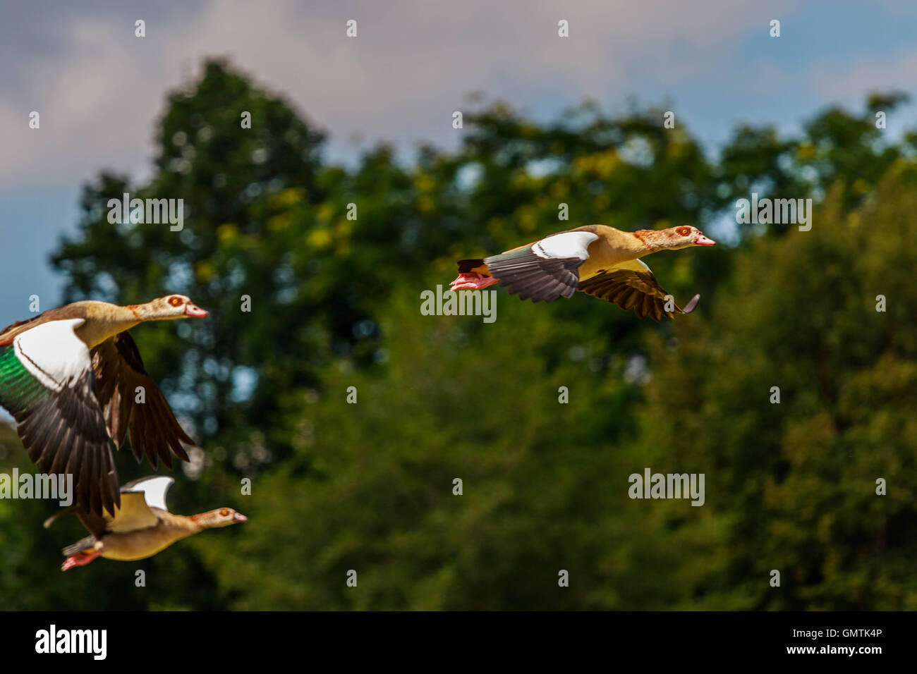 Egyptian Geese flying some very close to the camera at Hyde park London Stock Photo