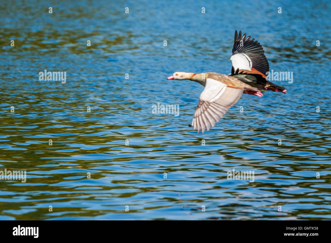 Egyptian Geese flying some very close to the camera at Hyde park London Stock Photo