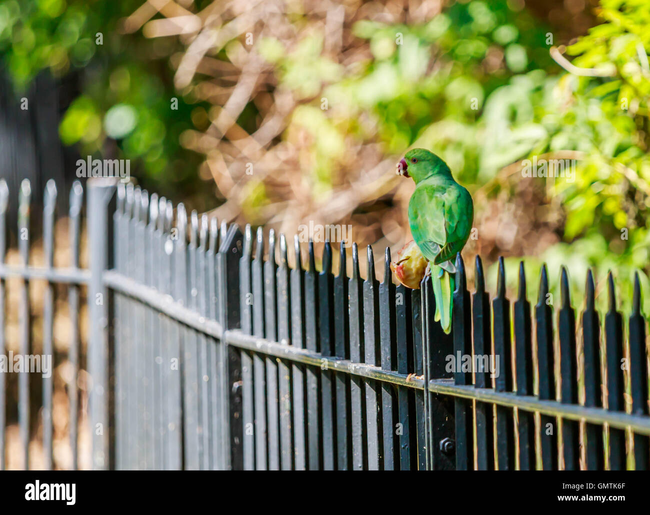 Ring neck India parakeet in Hyde park being fed by hand flying around the area. Stock Photo